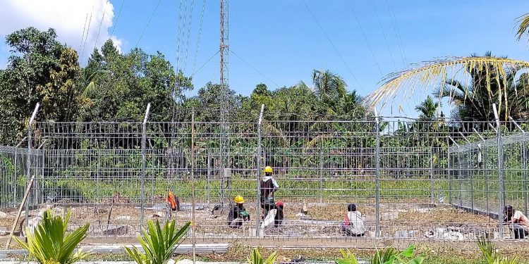 Pembangunan Fisik 65 Tower BTS Di Sorong  Sudah Capai 60 Persen
