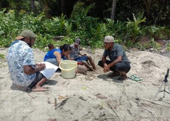 Penangkaran Sederhana Hingga Edukasi Warga Supiori, Strategi MBC Menjaga Populasi Penyu Belimbing.
