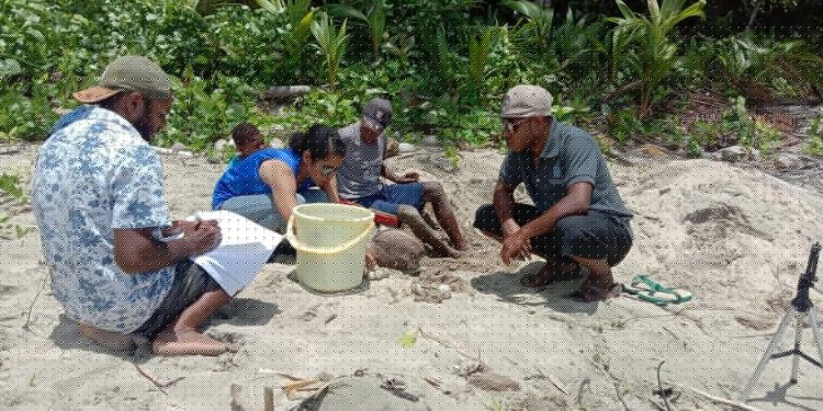 Penangkaran Sederhana Hingga Edukasi Warga Supiori, Strategi MBC Menjaga Populasi Penyu Belimbing.