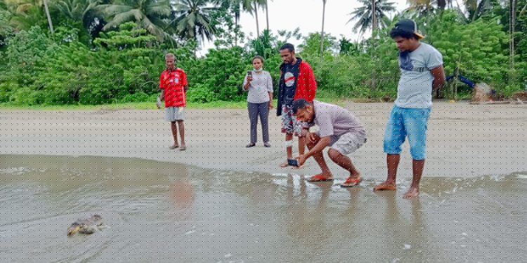 Soal Penyelamatan Penyu, MBC Fokus  Edukasi Masyarakat