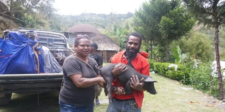 Dinas Pertanian dan Peternakan Tolikara serahkan 266 Ekor Bantuan Bibit Ternak Babi kepada Masyarakat