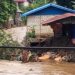 Kali Koyabu Ekspo Waena Meluap Menghanyutkan Jembatan Kayu, Rumah Warga dan Hewan Ternak