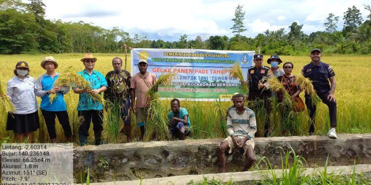 Awal Tahun  Penuh Keberkahan, Kelompok Tani Tquab Min Panen Padi Hibrida
