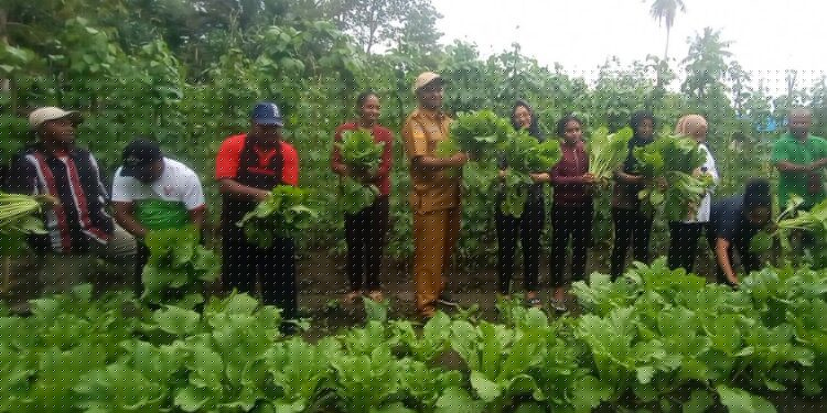 3 Jenis Sayur Resmi Dipanen oleh KPK Sereh bersama Mahasiswa Poltekes