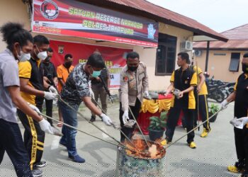 Polres Jayapura Musnahkan Ganja Seberat 1 KG