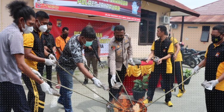 Polres Jayapura Musnahkan Ganja Seberat 1 KG