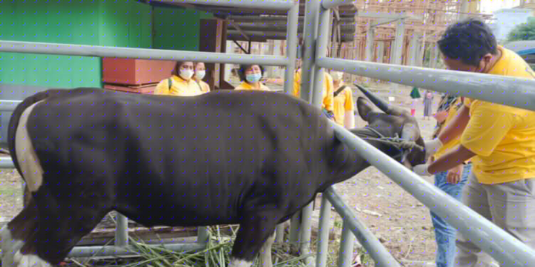 Bupati Jayapura Mathius Awoitauw Serahkan Hewan Kurban di Masjid Agung Al-Aqsha