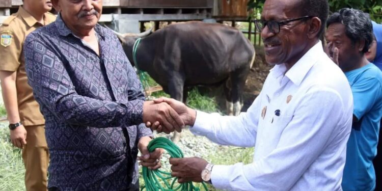 Penjabat Walikota Jayapura, Frans Pekey Menyerahkan 8 Ekor Sapi, Hewan Qurban kepada Perwakilan 7 Mesjid