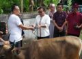 Ketua TP PKK Kabupaten Biak Numfor Serahkan 4 Ekor Sapi Total Ada 12 Sapi Qurban Diserahkan Pemda