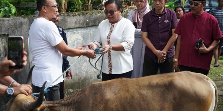 Ketua TP PKK Kabupaten Biak Numfor Serahkan 4 Ekor Sapi Total Ada 12 Sapi Qurban Diserahkan Pemda