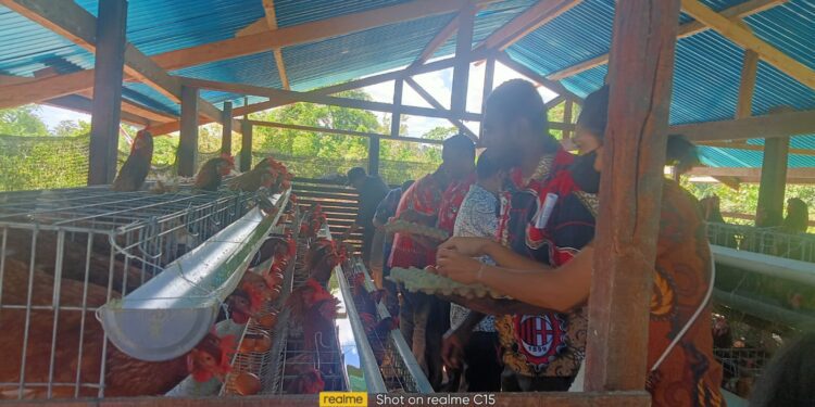 Pemda Biak Kembali Panen Telur Dilakukan di Peternak Ayam Petelur Lokal Anak Biak, Terianus Sroyer