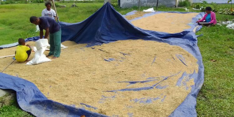 Waropen Panen Perdana Padi Dua Ton  