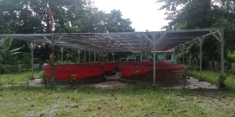 Bioflok Ikan Nila yang Sudah Diresmikan Jokowi, di Kampung Nolokla Terbengkalai
