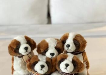 Shocktober Room Promotion, Swiss-Belhotel Jayapura ajak warga Jayapura adopsi Bernie