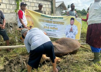 Paulus Waterpauw Salurkan Hewan Kurban hingga Perbatasan Papua