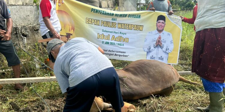 Paulus Waterpauw Salurkan Hewan Kurban hingga Perbatasan Papua