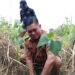 Giat Menyambut HUT ke-45 SMEA/SMKS YPKP Sentani: 300 Pohon Ditanam oleh Alumni dan Siswa