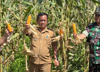 Panen dan Penanaman Jagung di Distrik Nimboran sebagai Upaya Pengendalian Inflasi di Kabupaten Jayapura
