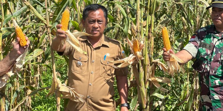 Panen dan Penanaman Jagung di Distrik Nimboran sebagai Upaya Pengendalian Inflasi di Kabupaten Jayapura