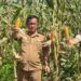 Panen dan Penanaman Jagung di Distrik Nimboran sebagai Upaya Pengendalian Inflasi di Kabupaten Jayapura