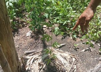 Kasus Pengancaman dan Penemuan Kebun Ganja di Yakasib Ditangani Kepolisian