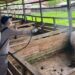 Barantin dan Kementan Salurkan 500 Liter Disinfektan Cegah Penyebaran ASF Di Papua