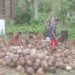 Pengusaha Kopra Kampung Warbor Supiori Minta Perhatian Pemerintah Daerah
