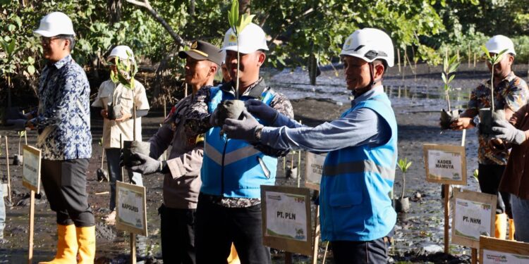 Peringatan Hari Mangrove Sedunia, PLN UIP MPA Lakukan Penanaman Mangrove dan Konservarsi Burung Mamoa di Halmahera Utara