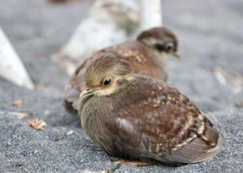 PLN UIP MPA Perkuat Program Konservasi Burung Mamoa Lewat Inisiasi Peraturan Desa di Mamuya