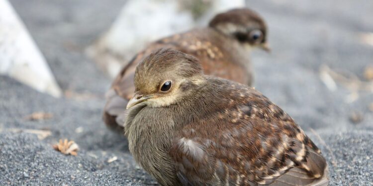 PLN UIP MPA Perkuat Program Konservasi Burung Mamoa Lewat Inisiasi Peraturan Desa di Mamuya