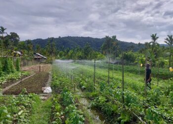 PLN UIP MPA Dorong Modernisasi Pertanian melalui Electrifying Agriculture di Kelompok Pelita Jaya Makmur