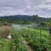 PLN UIP MPA Dorong Modernisasi Pertanian melalui Electrifying Agriculture di Kelompok Pelita Jaya Makmur