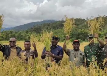 Panen Raya Padi Ladang di Kampung Kobakma Satu Mamteng