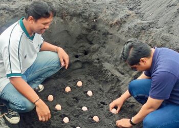 PLN UIP MPA Perkuat Konservasi dan Wisata Edukasi Burung Gosong Melalui Program TJSL