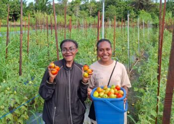 Hasil Panen Berlimpah, Program Desa Berdaya Taman Inspirasi Waibu “Wajah Indonesia Baru” PLN Makin Berdampak