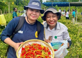 Dorong Kemandirian Pangan, PLN UIP MPA Berdayakan Petani Papua Lewat Program Electrifying Agriculture