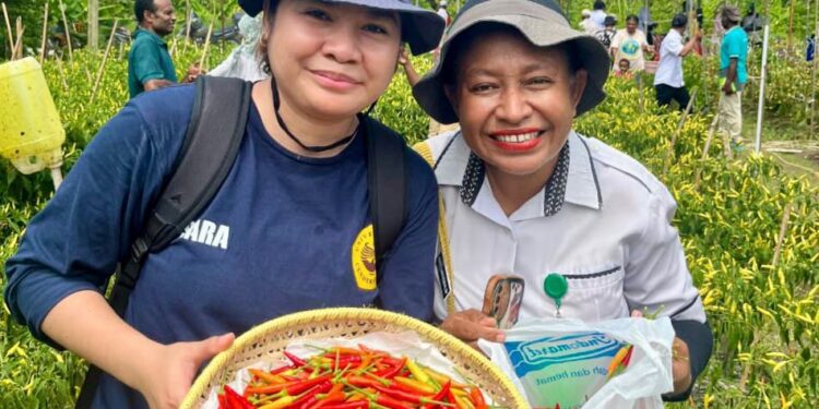 Dorong Kemandirian Pangan, PLN UIP MPA Berdayakan Petani Papua Lewat Program Electrifying Agriculture