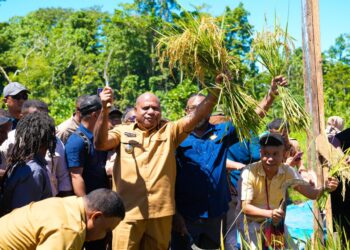Gubernur Papua MDF Melakukan Panen Padi Perdana di Kepulauan Yapen