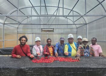 Dari Pegunungan Papua, Aroma Kopi Tiom Tembus Pasar Nasional Lewat Program PLN Peduli