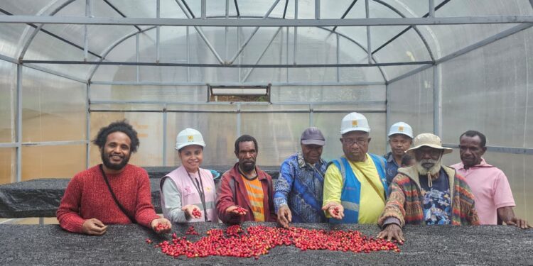 Dari Pegunungan Papua, Aroma Kopi Tiom Tembus Pasar Nasional Lewat Program PLN Peduli