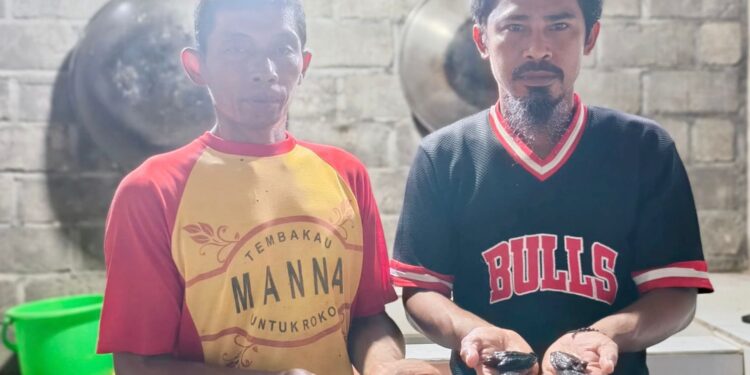 Tak Hanya Selamatkan Mamoa, Konservasi di Pantai Wauwo Kini Hadirkan Harapan Baru bagi Penyu dan Ekosistem Pesisir Halmahera
